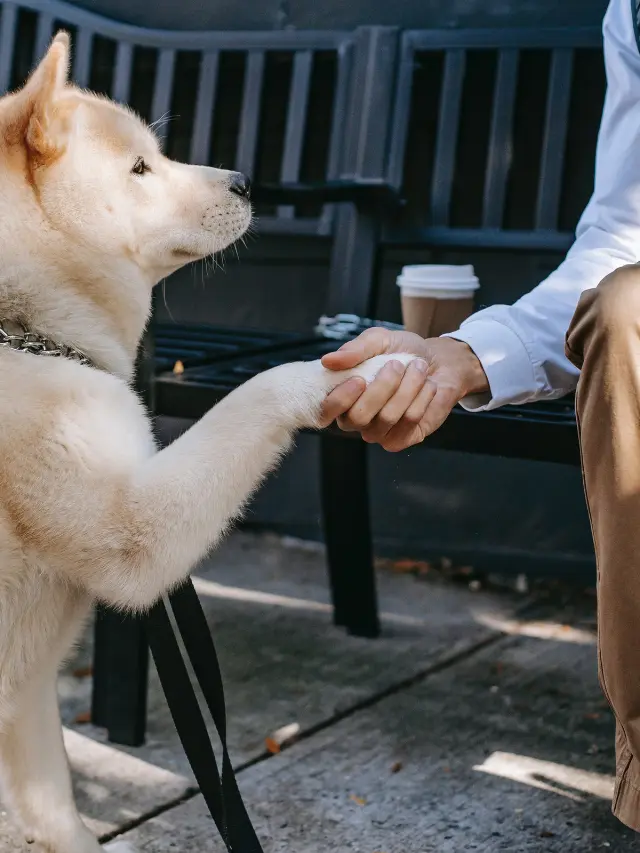 WORK LIKE A DOG DAY